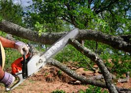 How Our Tree Care Process Works  in Elkridge, MD