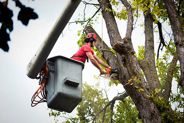 Best Tree Disease Treatment  in Elkridge, MD